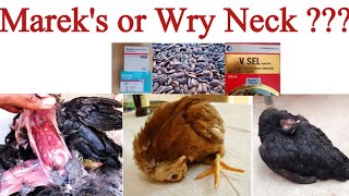 Wry Neck in Chickens or Mareks Disease   Poultry Health Care with Dr ARSHAD [upl. by Madelin]