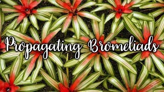 Propagating Bromeliads How To Remove amp Pot Up Bromeliad Pups  Joy Us Garden [upl. by Noreik]