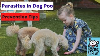 How to Treat Parasites in Dog Poop Expert Treatment Advice [upl. by Annerol]