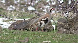 Keklik Avı Bağlı  الحجل طائر  куропатка  partridge [upl. by Alfy]