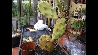 How to repot amp Prune an Opuntia Cactus Plant [upl. by Vasilis]