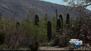 Man found deceased on hiking trail at Saguaro National Park [upl. by Daniyal]