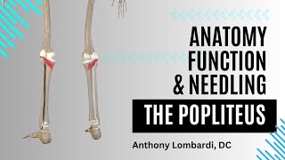 The Popliteus Muscle The Key to Unlocking the Knee [upl. by Dombrowski]