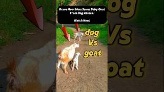 Brave Goat Mom Saves Baby Goat From Dog Attack [upl. by Sydel]