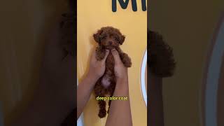 🇺🇸Teacup poodle pup 4 lbs full grown puppy dog poodle toypoodle cutedog pets [upl. by Inneg]