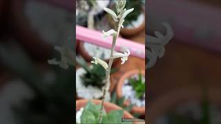 Flowering Haworthia Cymbiformis haworthiacymbiformis [upl. by Shifrah692]