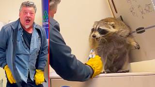 Racoon Capture Gone Wrong Ozzy Man Reviews [upl. by Kolk21]