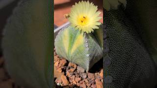 Belíssimo Astrophytum Myriostigma Quadricostatum coleção cactos plantas [upl. by Eiramnaej591]