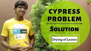 Cypress Problem Solved  DryingShedding of Leaves  Save Plant from dying [upl. by Eselrahc766]