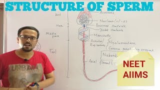 STRUCTURE OF HUMAN SPERM  STRUCTURE OF SPERMATOZOA [upl. by Chad]