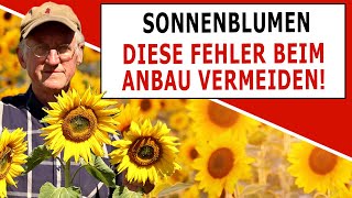 Bio Sonnenblumen anbauen  Vermeide diese Fehler [upl. by Inglis]