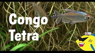 Congo Tetra Care How To Keep Congo Tetras [upl. by Anert]