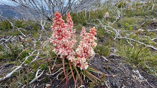 The Needles Southwest Tasmania part 2 A look at the plants [upl. by Zenger]