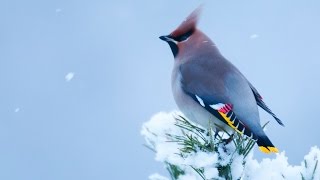 Birds of Norway  Winter [upl. by Ijnek149]