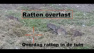 Ratten bestrijding overdag [upl. by Aoniak]