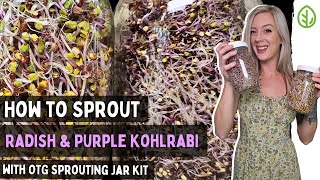 Sprout Purple Kohlrabi amp China Rose Radish at Home Easy Jar Kit Method [upl. by Munson]