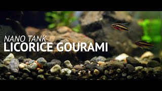 Aquascape Tutorial Making an affordable nano tank for Licorice Gourami [upl. by Ttevi724]