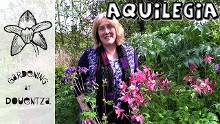 Aquilegia Care How to Grow Grannys Bonnet Columbines  4 of 30 my month of perennials [upl. by Giarla]