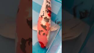 LOOK AT THIS HYPER DARK SUMI LIVERPOOL RED SANKE KOI CARP 😱😱😱 koi koifarm fish koipond carp [upl. by Lydnek]