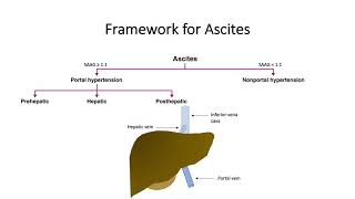 Differential Diagnosis of Ascites [upl. by Adaliah681]