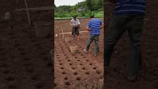 Simple tool digging holes quickly for planting [upl. by Wohlert]