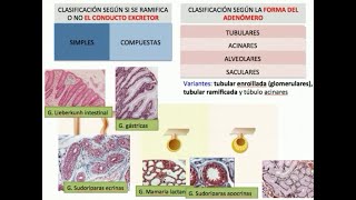 EPITELIO GLANDULAR Glándulas Exocrinas y Endocrinas   HISTOTIPS [upl. by Siseneg]