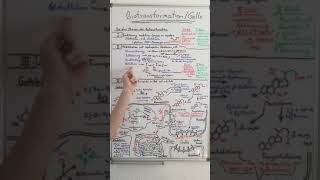 BIOTRANSFORMATION und GALLEBILDUNG ERFOLGREICH meistern  Biochemie Now [upl. by Otilrac]