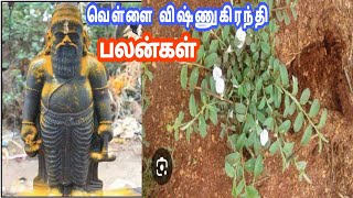 வெள்ளை விஷ்ணுகிரந்தி அபராசி ii பராசிதம் அல்லது விஷ்ணுகிரந்தி Evolvulus alsinoides [upl. by Irelav]