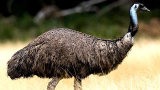 Emu Bird History In Tamil  ஈமு கோழிகள் வரலாறு  Emu Bird [upl. by Ortrud]