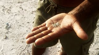 The White Diamond Welcome to the Amazon Rainforest [upl. by Wattenberg510]