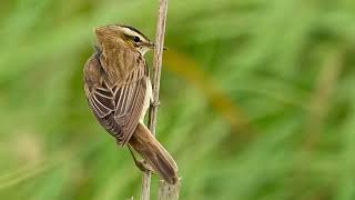 sedge warbler [upl. by Euqininod]