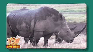 Rhinoceros  Fun Facts [upl. by Viviana]