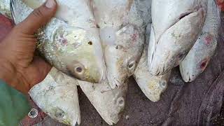 Fish Video  Latest Rates of Fish  Karachi fishery Market on 2412024 [upl. by Enelyahs653]