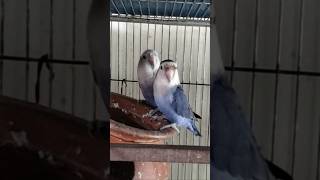 Lovebird😍😍😍😍😍😍short shorts shortsviral shortsfeed birds lovebirdszone parrot cute viral [upl. by Poppy]