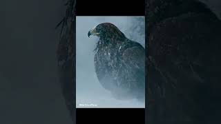 The 🦅 eagle so unixpected wildanimal trend bird savebird [upl. by Gievlos684]