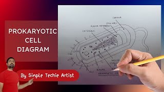 How to Draw Prokaryotic Cell  Prokaryotic Cell Diagram  Drawing Prokaryotic Cell [upl. by Skvorak427]