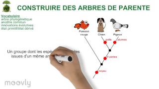 Capsule quotConstruire des arbres de parentéquot [upl. by Esylle]