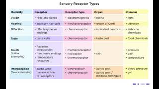 Sensory Receptors  Chemoreceptors  noorpharmacylectures8513 [upl. by Eceinert]