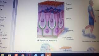 VESTIBULAR APPARATUS physiology made easy part 1 [upl. by Anaujal]