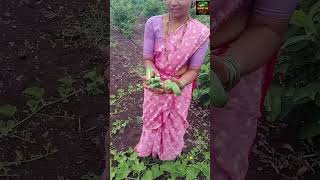 शेतात सापडला काकडीचा वेल gavakadchilife shortsvideo gavchichav food गावचीचव [upl. by Drawoh587]