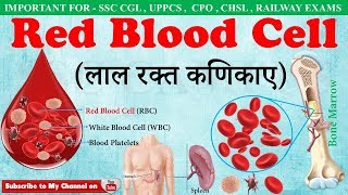 Red Blood Cellsलाल रक्त कणिकाए  RBC  Fuction of red blood cells in hindi  ssc campus mp4 [upl. by Tracay976]