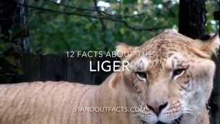 Liger facts 12 Facts about the Liger [upl. by Archer]