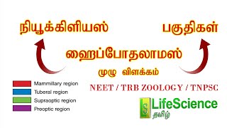 HYPOTHALAMUS NUCLEUS AND FUNCTION IN TAMIL  LIFESCIENCE TAMIL  NEET  TRB ZOOLOGY  TNPSC [upl. by Elfont]