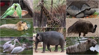 NEHRU ZOO HYDERABAD  HD Video  FULL Coverage  nehru zoological park [upl. by Yrelle]