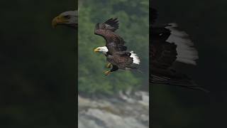 Eagle flys full speed through rain storm grabs a dying fish from the water and swallows it whole [upl. by Ahsircal]