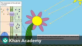 Plant Growth Promoters  Plant Growth and Development  Biology  Khan Academy [upl. by Euqinad]