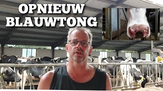 Toch weer BLAUWTONG ondanks 2 x vaccineren  Boer Gerrit vlogt [upl. by Olympie]