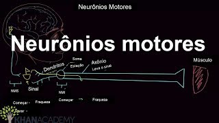 Neurônios motores  Saúde e medicina anatomia e fisiologia humana  Khan Academy [upl. by Ardeth628]