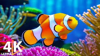 Aquarium 4K VIDEO ULTRA HD 🐠 Beautiful Coral Reef Fish  Colorful Marine Life amp Relaxing Music 6 [upl. by Celka38]