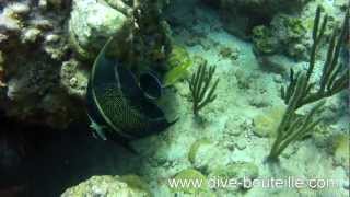 Plongée à lAquarium  Les Saintes  Guadeloupe  29 mars 2013 [upl. by Pool]